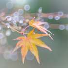 USA- Washington State- Seabeck. Japanese maple leaves after autumn rainstorm. Art Print